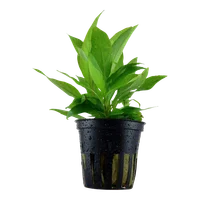 Tropica Akvarieplante i potte Hygrophila Corymbosa Stricta