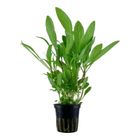 Tropica Akvarieplante i potte Hygrophila costata