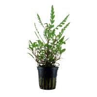 Tropica Akvarieplante i potte Hygrophila pinnatifida