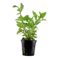 Tropica Akvarieplante i potte Hygrophila polysperma Rosanervig
