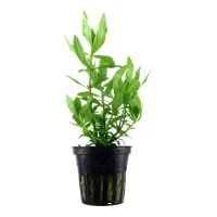 Tropica Akvarieplante i potte Hygrophila polysperma