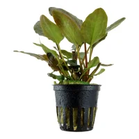 Tropica Akvarieplante i potte Lagenandra meeboldii Red