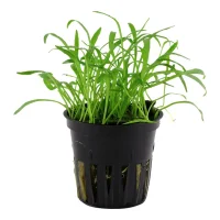 Tropica Akvarieplante i potte Lilaeopsis brasiliensis