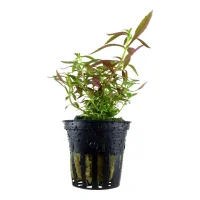 Tropica Akvarieplante i potte Limnophila hippuridoides