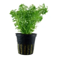 Tropica Akvarieplante i potte Limnophila sessiliflora