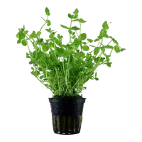 Tropica Akvarieplante i potte Lindernia rotundifolia