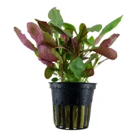 Tropica Akvarieplante i potte Lobelia cardinalis