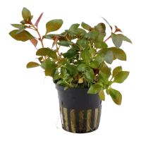 Tropica Akvarieplante i potte Ludwigia repens Rubin