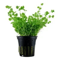Tropica Akvarieplante i potte Micranthemum umbrosum