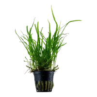 Tropica Akvarieplante i potte Microsorum pteropus Trident