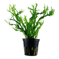 Tropica Akvarieplante i potte Microsorum pteropus Windeløv