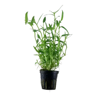 Tropica Akvarieplante i potte Murdannia keisak