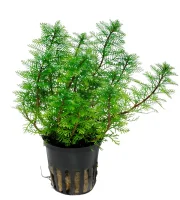 Tropica Akvarieplante i potte Myriophyllum mattogrossense