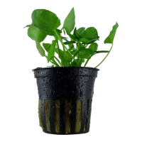 Tropica Akvarieplante i potte Nymphoides hydrophylla Taiwan
