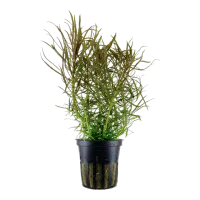 Tropica Akvarieplante i potte Pogostemon stellatus