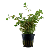 Tropica Akvarieplante i potte Rotala rotundifolia