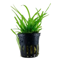 Tropica Akvarieplante i potte Sagittaria subulata