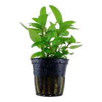 Tropica Akvarieplante i potte Staurogyne repens