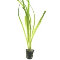 Tropica Akvarieplante i potte Vallisneria americana gigantea