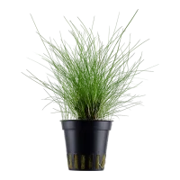Tropica Akvarieplante ipotte Eleocharis parvula