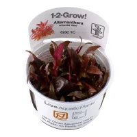 Tropica Alternanthera reineckii sp. Mini 1-2-GROW x 3
