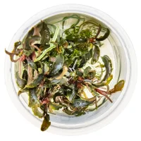 Tropica Bucephalandra Kedagang 1-2-Grow