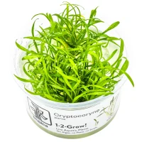 Tropica Cryptocoryne parva 1-2-GROW