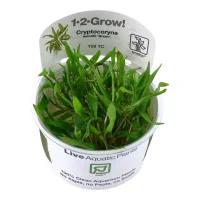 Tropica Cryptocoryne Wendtii Green 1-2-GROW