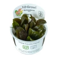 Tropica Echinodorus Reni 1-2-GROW x 3