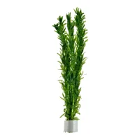 Tropica Egeria densa bundt plantestængler (Vandpest)