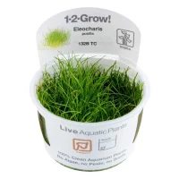 Tropica Eleocharis acicularis Mini 1-2-GROW x 3