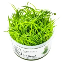 Tropica Eriocaulon cinereum 1-2-Grow