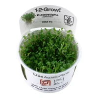 Tropica Glossostigma elatinoides 1-2-GROW x 3