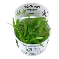 Tropica Helanthium Quadricostatus 1-2-GROW