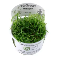 Tropica Helanthium tenellum Green 1-2-GROW