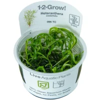 Tropica Heteranthera zosterifolia 1-2-GROW x 3