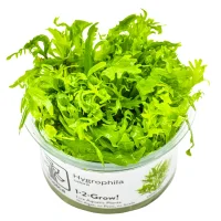 Tropica Hygrophila odora 1-2-Grow