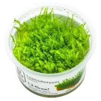Tropica Leptodictyum riparium 1-2-Grow