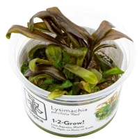 Tropica Lysimachia parvifolia Red 1-2-Grow