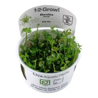 Tropica Marsilea hirsuta 1-2-GROW x 3