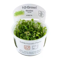 Tropica Marsilea minuta 1-2-GROW x 3
