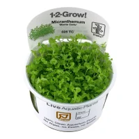 Tropica Micranthemum Monte Carlo 1-2-Grow x 3