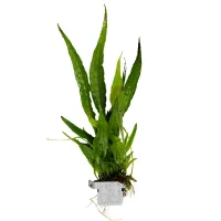 Tropica Microsorum Pteropus Akvarieplante i Clips