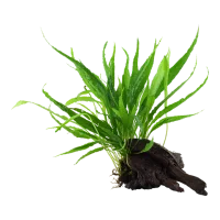 Tropica Microsorum Pteropus XS på trærod