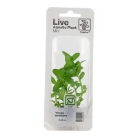 Tropica MiniPot Bacopa caroliniana