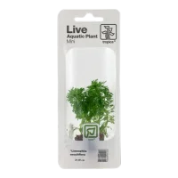 Tropica MiniPot Limnophila sessiliflora