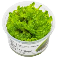 Tropica Monosolenium tenerum 1-2-GROW