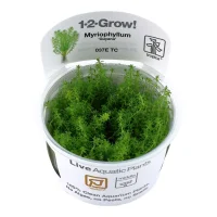 Tropica Myriophyllum Guyana Mini 1-2-GROW