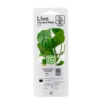 Tropica PCS Pot Anubias barteri caladiifolia x 3