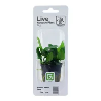 Tropica PCS Pot Anubias Barteri Nana x 3